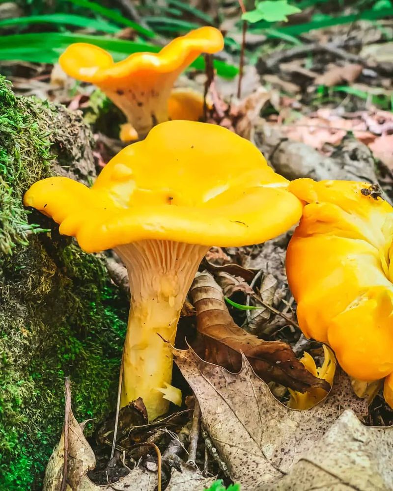 Chanterelles Are The Golden Gems Of The Forest
