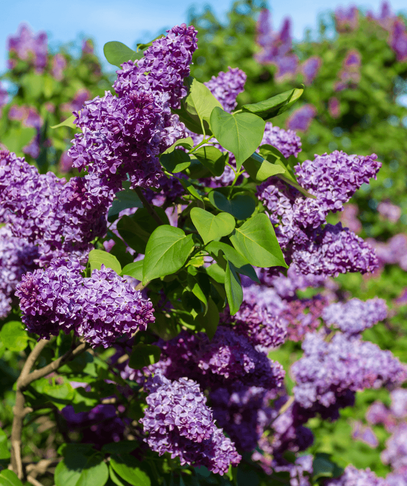 Lilac For Fuller Future Blooms
