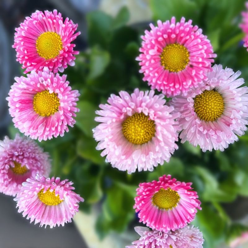 English Daisies