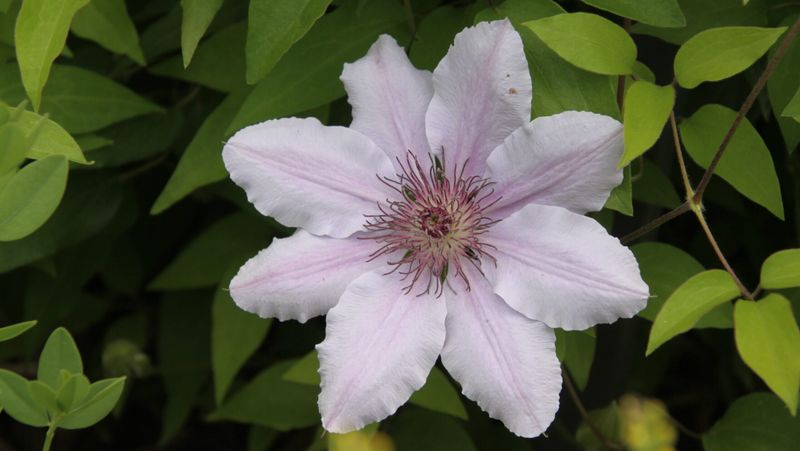 Clematis
