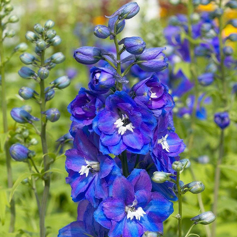 Larkspur Grows Strong In Cool Conditions