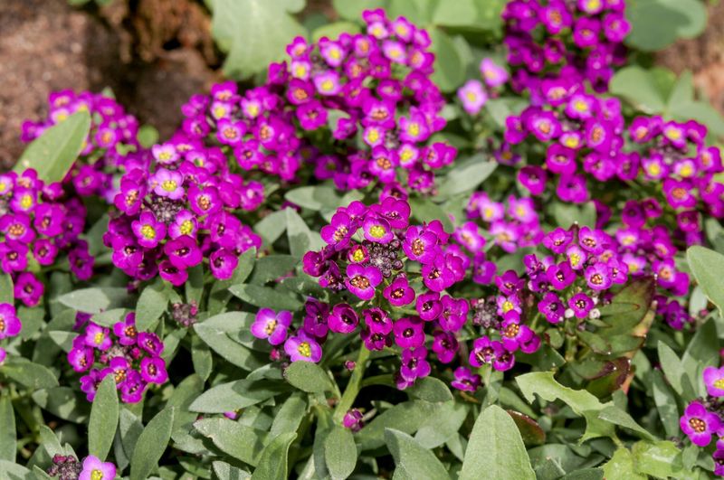 Alyssum (Lobularia Maritima)