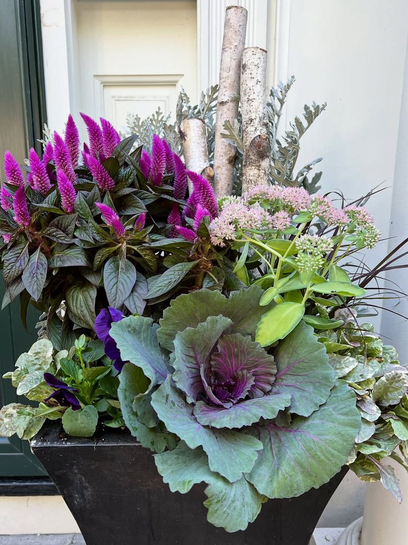 Kale Tolerates Cold And Mild Heat In Containers