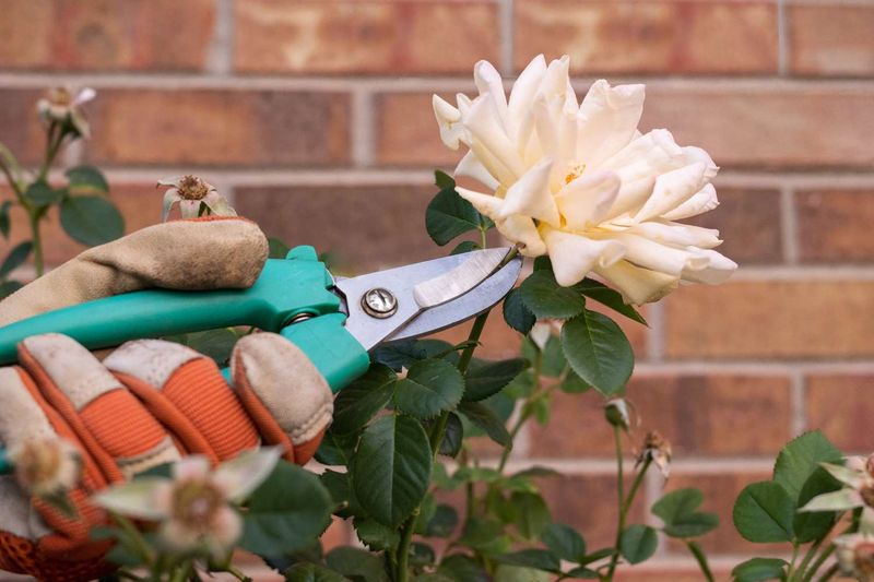 Roses Bloom More When You Snip Spent Flowers