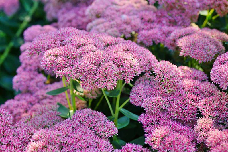 Sedum Brings Late Season Pink With Minimal Care