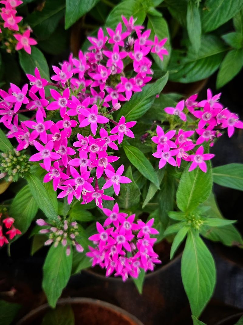 Pentas
