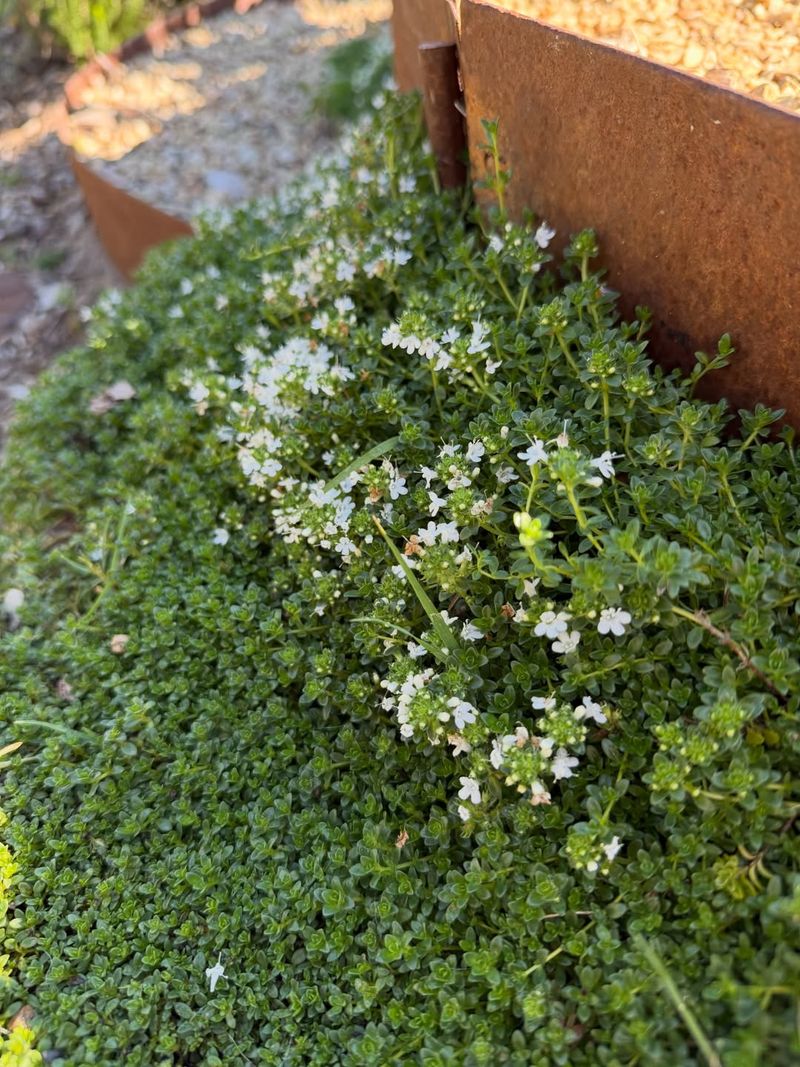 Woolly Thyme Stays Low And Handles Dry Conditions