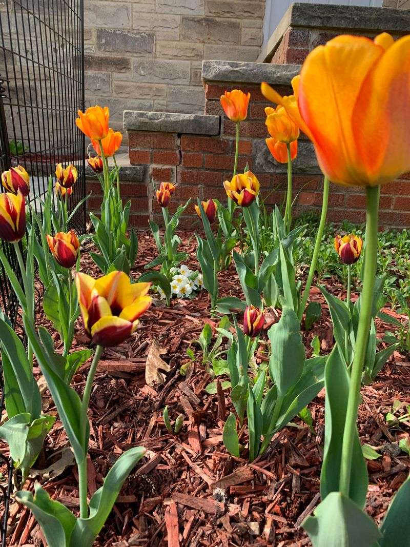 Which Tulip Stages Are Most Vulnerable To Cold