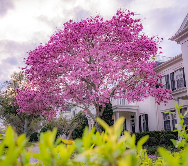 Central And South Florida Conditions Suit These Trees Best