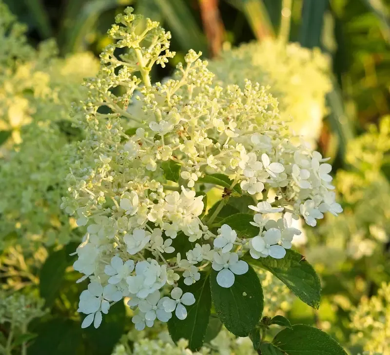 Panicle Hydrangeas Handle Sun And Heat Better