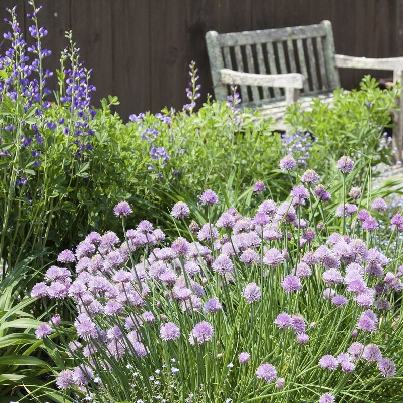 Chives Deter Aphids And Improve Plant Health Nearby