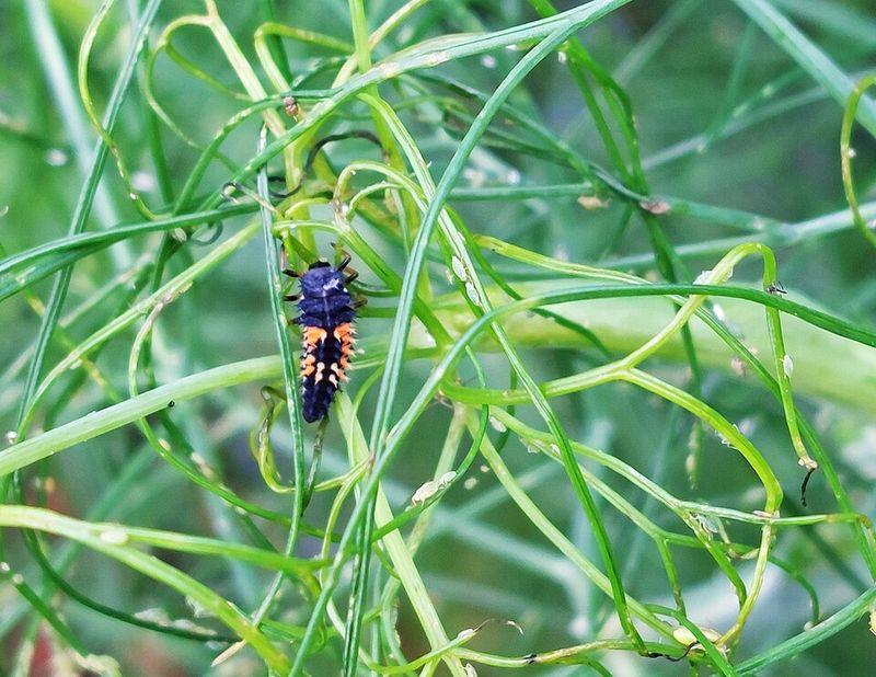 Fennel Brings In Beneficial Insects All Season