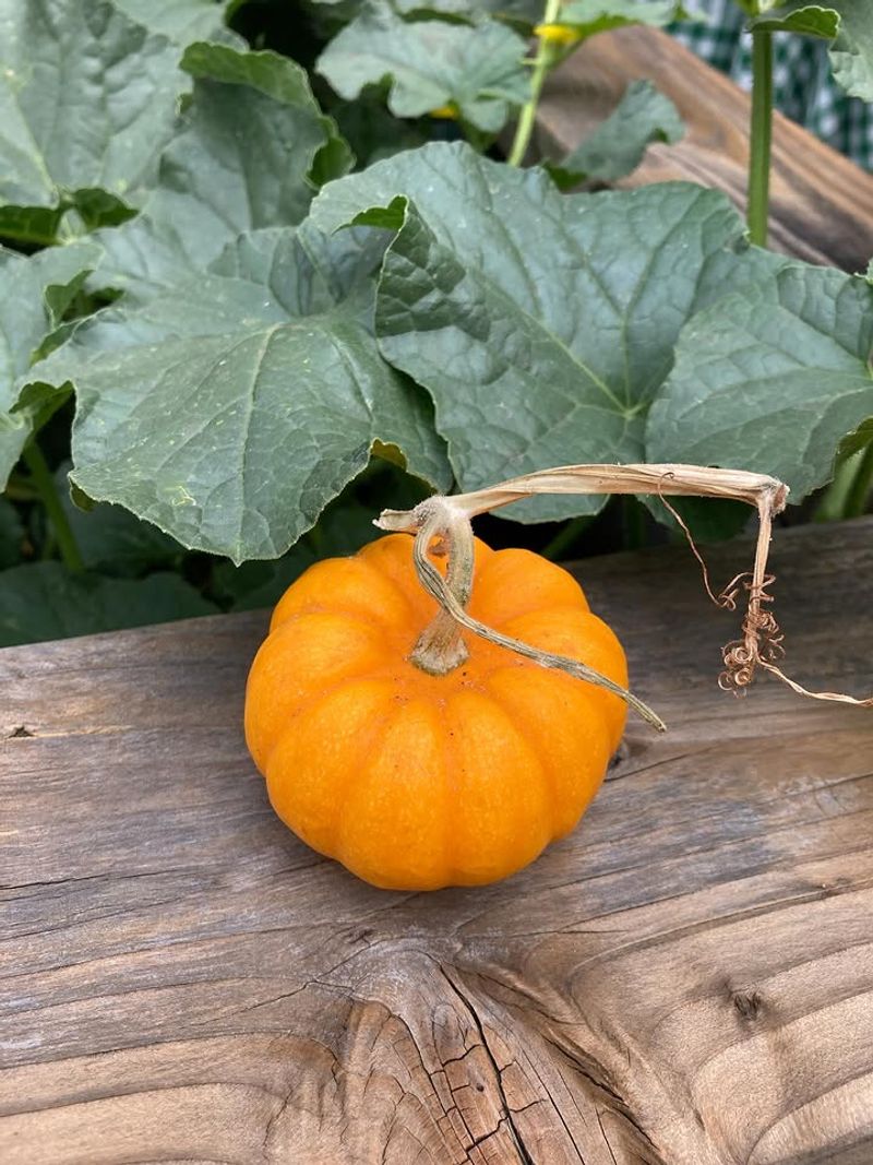 Pumpkins That Sprawl And Take Over