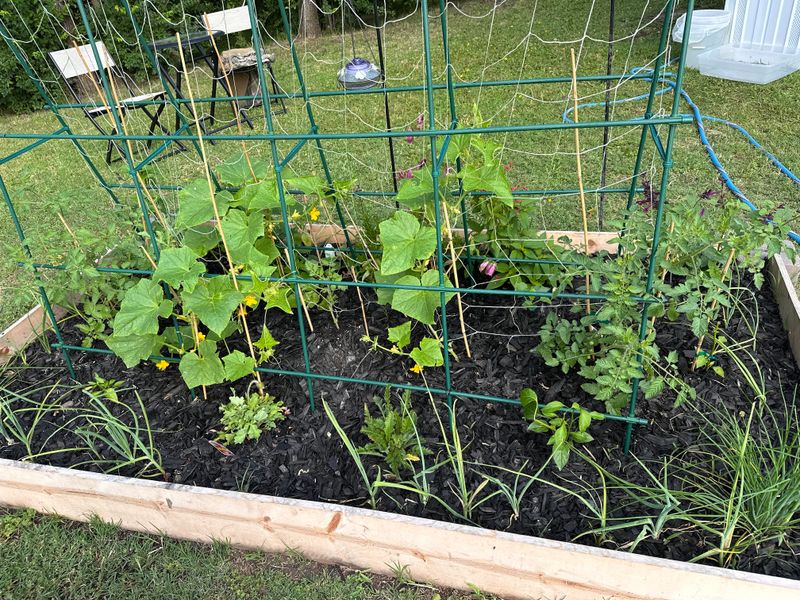 Apply Only During Active Growth