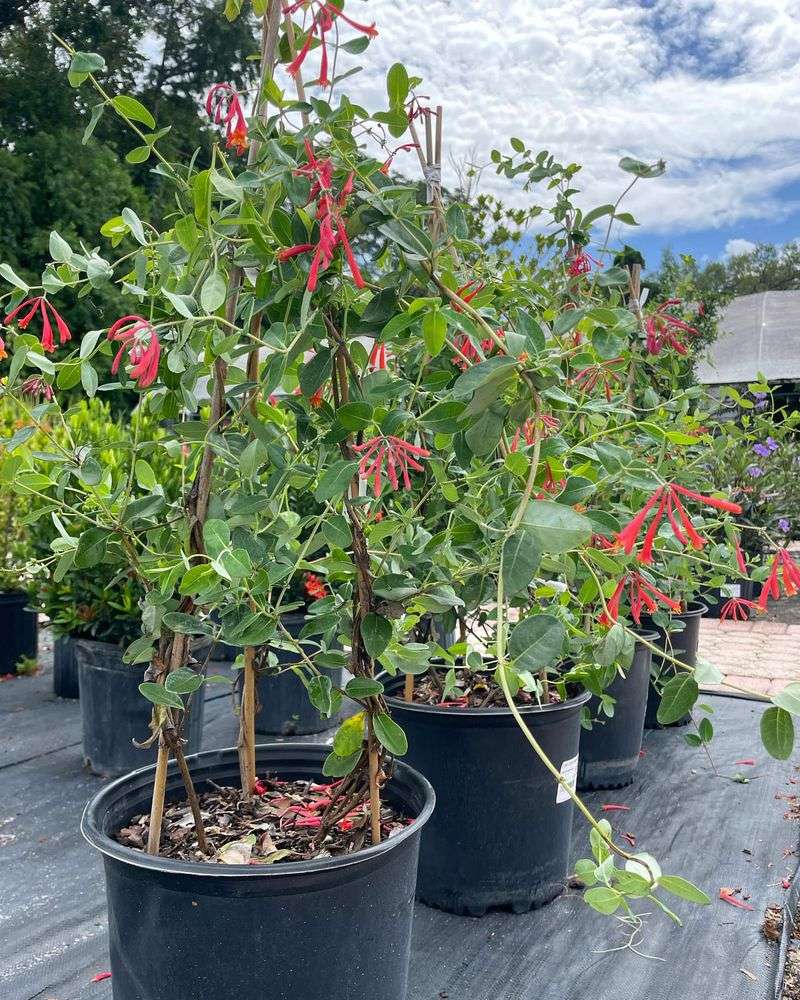 Coral Honeysuckle Adapts Well To Large Containers