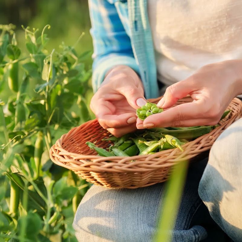 Direct-Sown Beans Adapt Better To Michigan Conditions