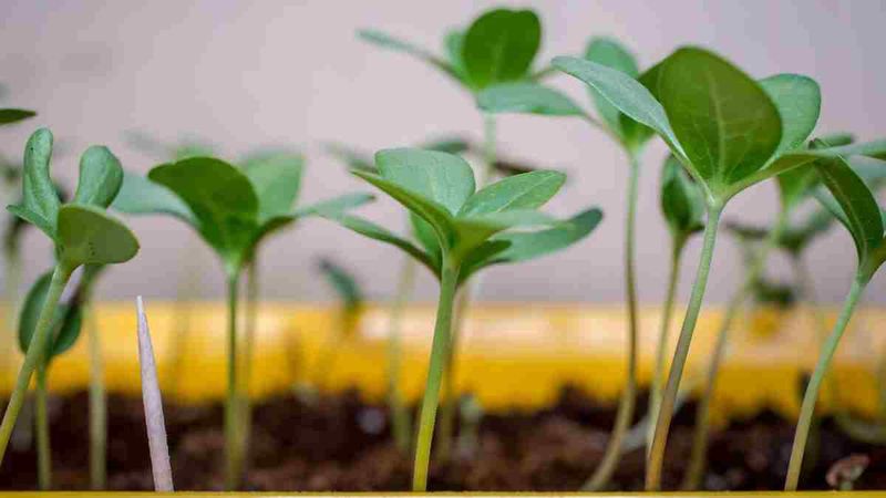 Warm Soil Supports Fast Zinnia Germination