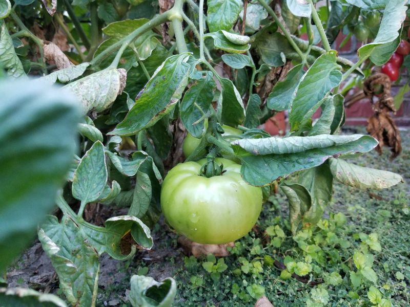 In Soil Contaminated With Herbicide Residue