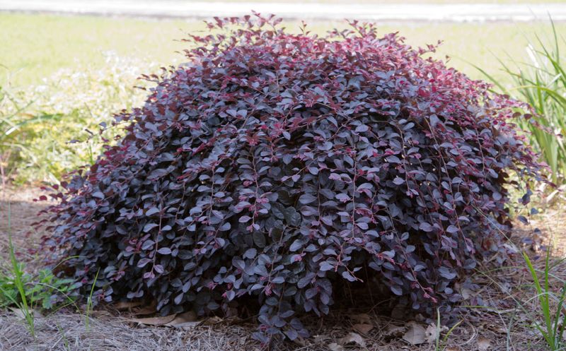Dwarf Loropetalum Adds Color And Texture