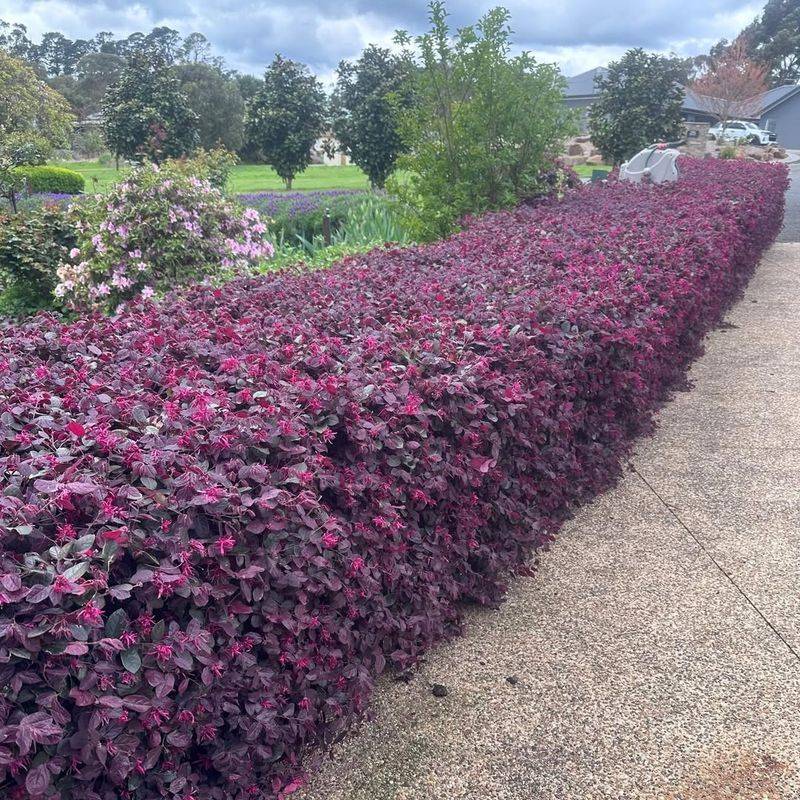Compact Loropetalum Adds Color While Staying Easy To Manage
