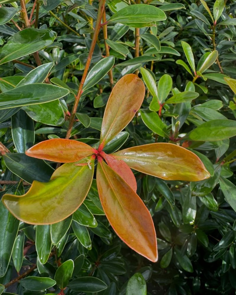 Japanese Cleyera Settles In Well Before Summer Heat