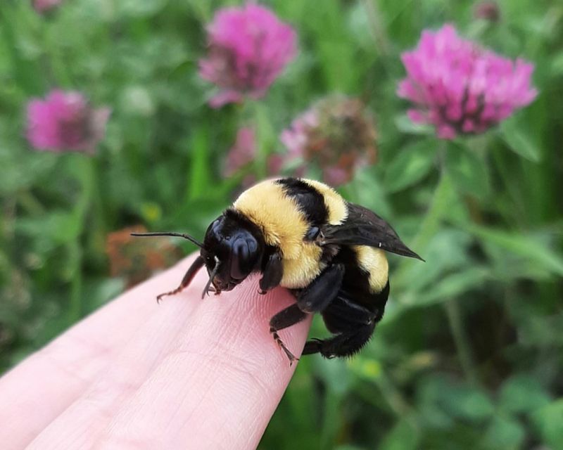 Leaving Debris Supports Overwintering Bees