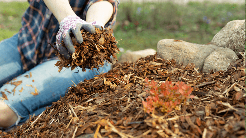 Apply Fresh Mulch To Help Soil Retain Moisture