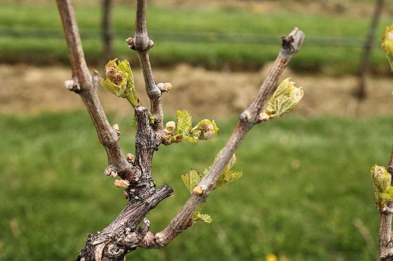 Check Shrubs And Trees For Winter Damage