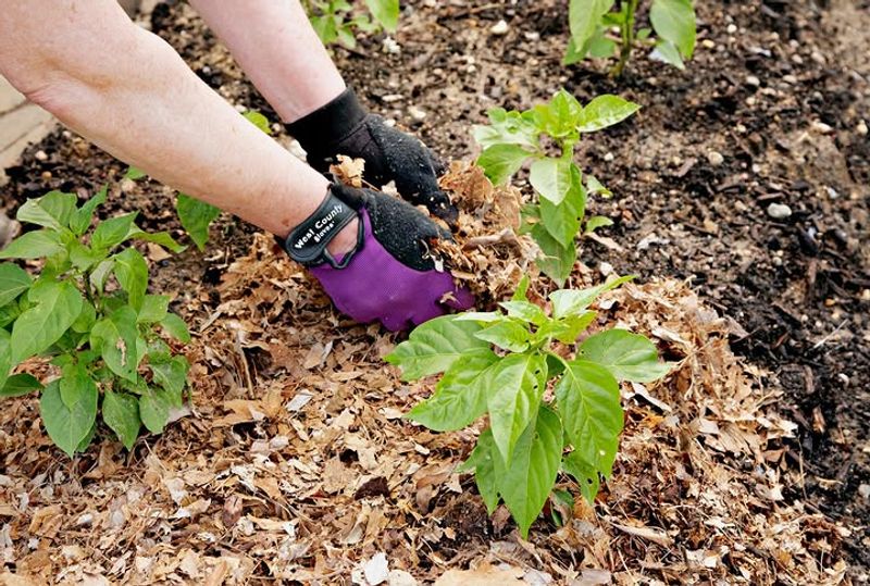 Pull Back Mulch From Emerging Perennials