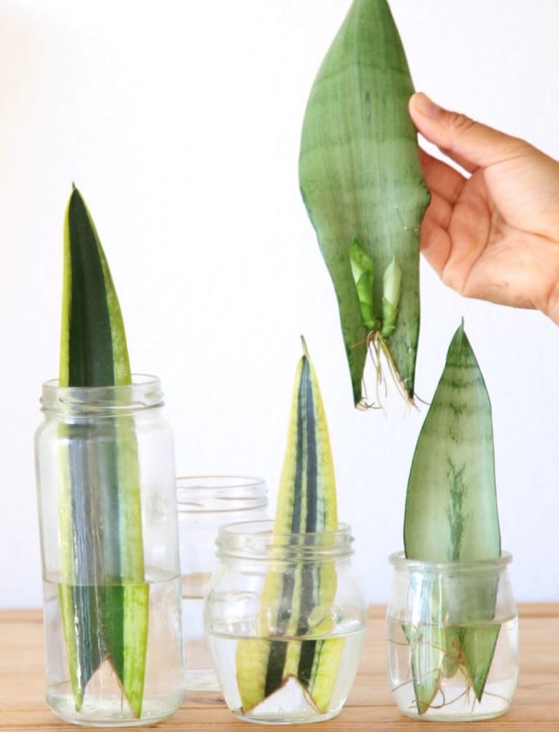 Propagate Leaf Cuttings In Water For Root Development