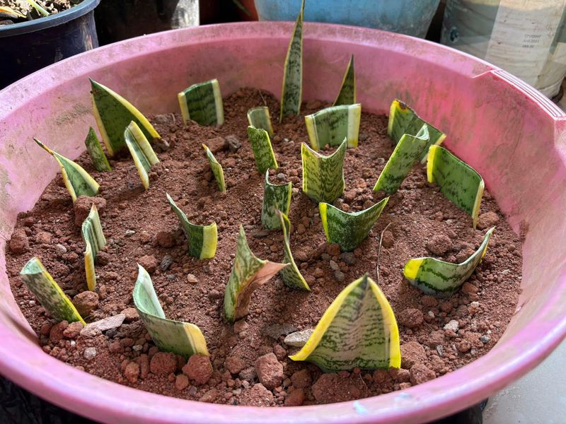 Root Leaf Cuttings In Soil For Stronger Starts