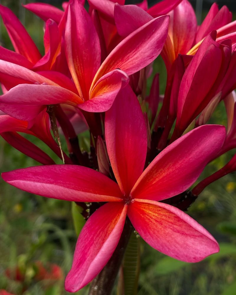 Kauka Wilder Plumeria Adapts Well To Dry Heat Conditions