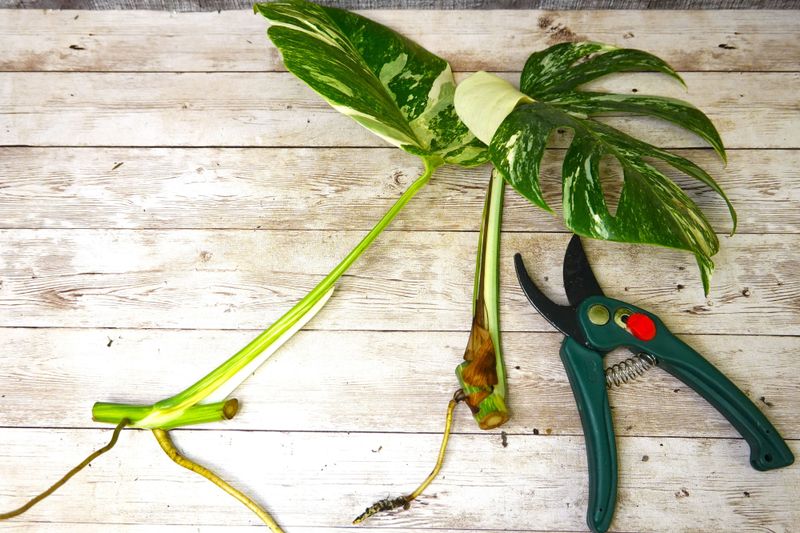 Clean Tools And Healthy Parent Plants Improve Success Rates