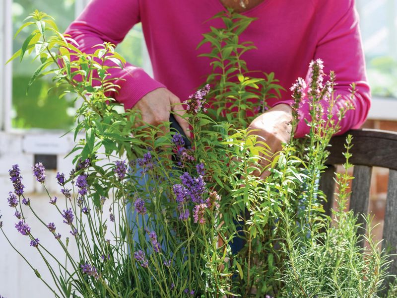 Pair Lavender With Rosemary Only In A Dry Raised Bed