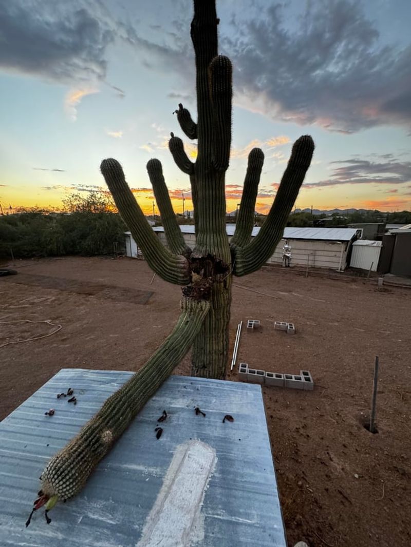 Watch For Leaning Or Instability After Winter