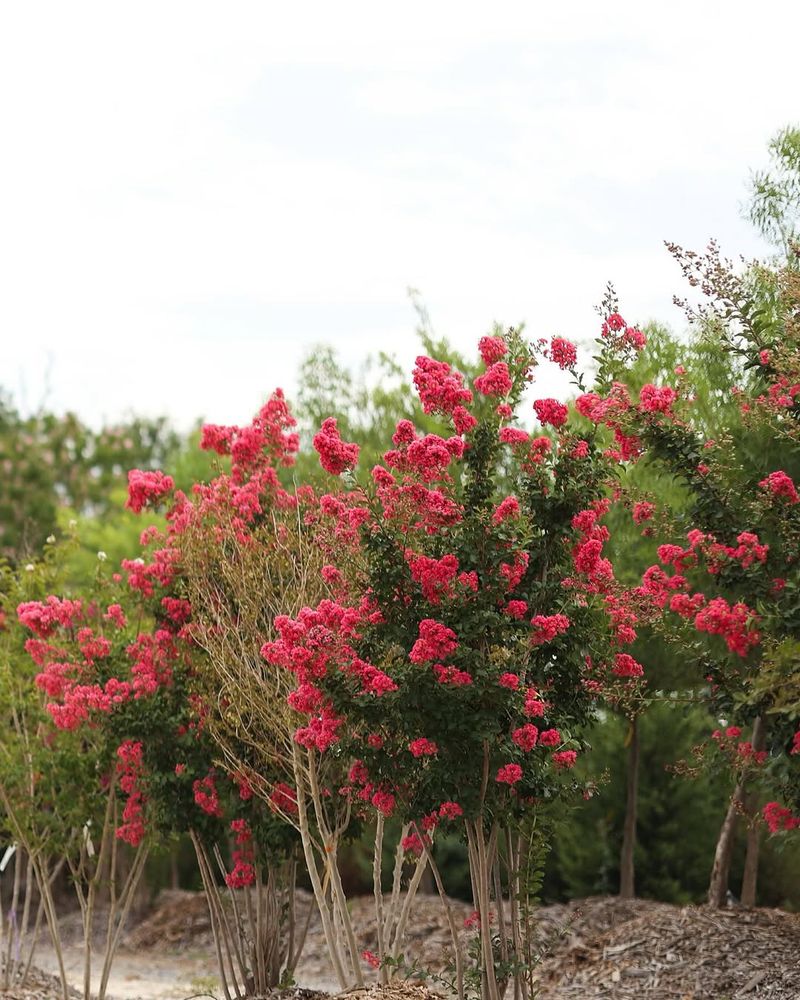 Established Trees Often Need Less Fertilizer Than New Plantings