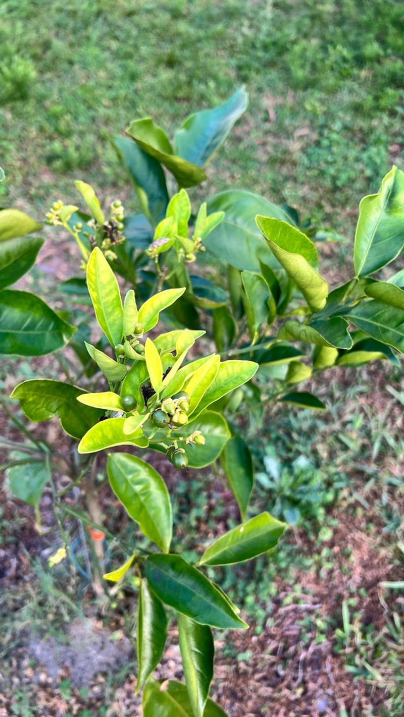 Thin Fruit Early For Better Harvests