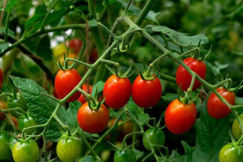 Match Your Fertilizer Plan To Your Florida Region