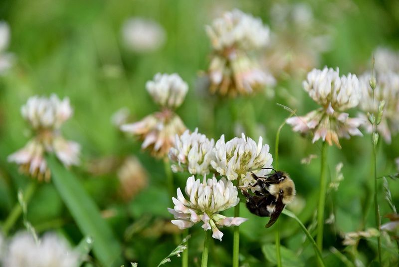 No Mow May Helps Pollinators But It Still Needs Boundaries