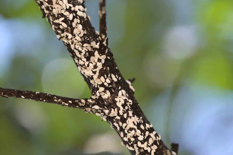 Inspect For Crape Myrtle Bark Scale