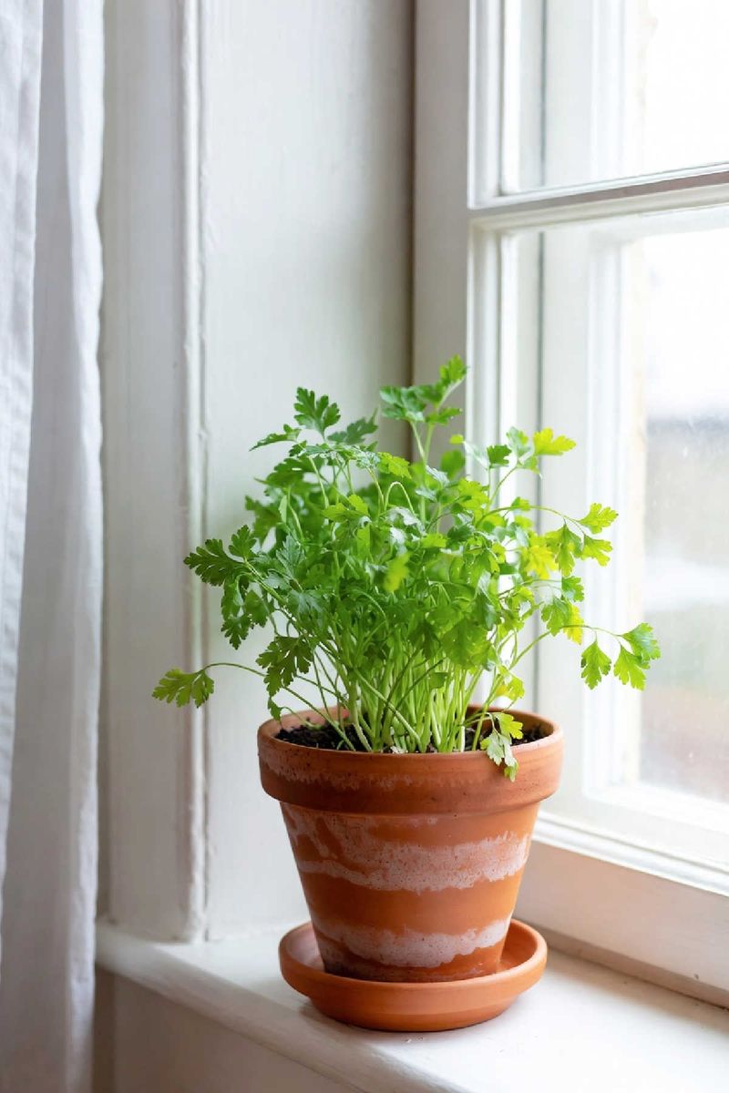 Separate Parsley From Rosemary's Sunny Dry Spot