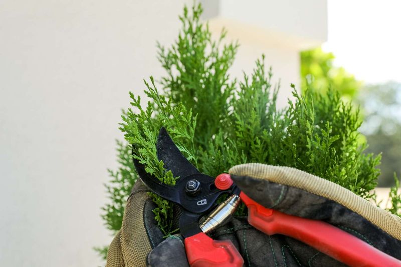 Light Shaping Is Fine, Heavy Pruning Is Not