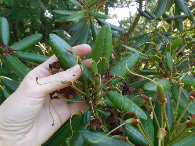 Remove Spent Flower Trusses First