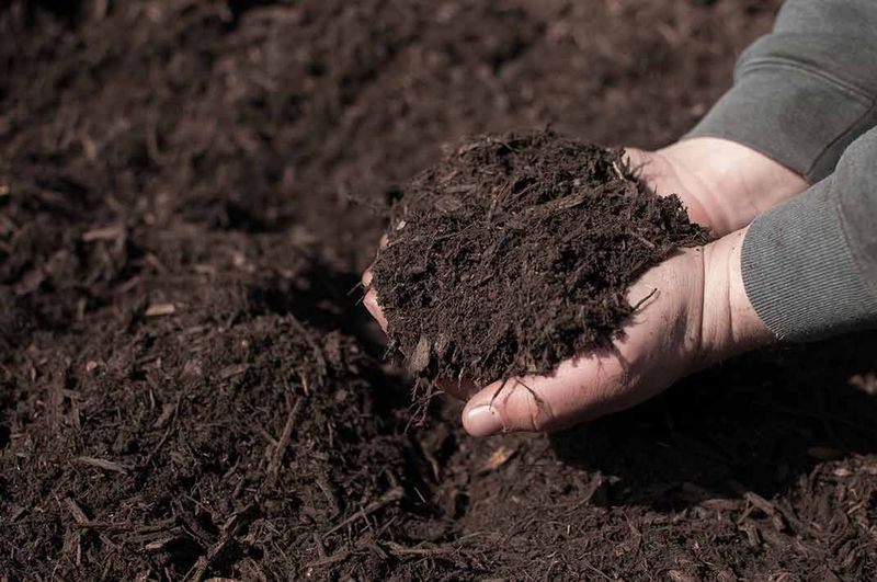 Mulch Your Garden Beds Before The Sun Gets Brutal