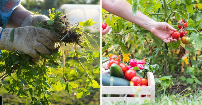 Pulling weeds and feeding plants