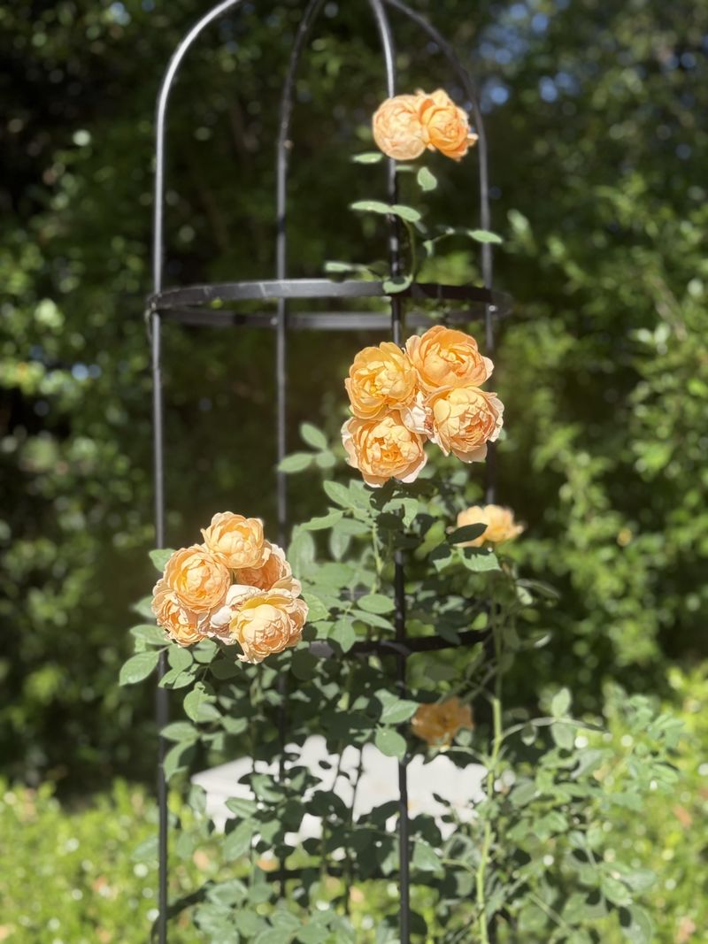 Give Roses Plenty Of Sun