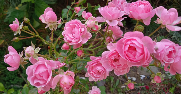 Do These 9 Things For Bigger Rose Blooms In Oregon This Summer