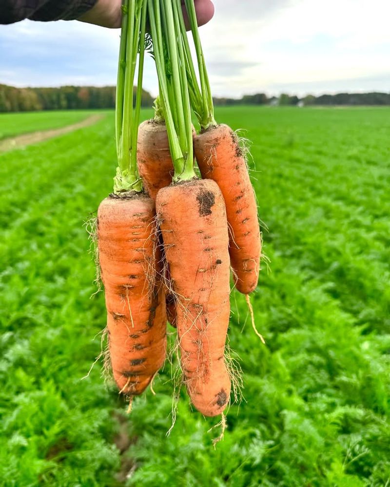 Homemade Seed Gel Helps Carrots Start Strong In Michigan Soil