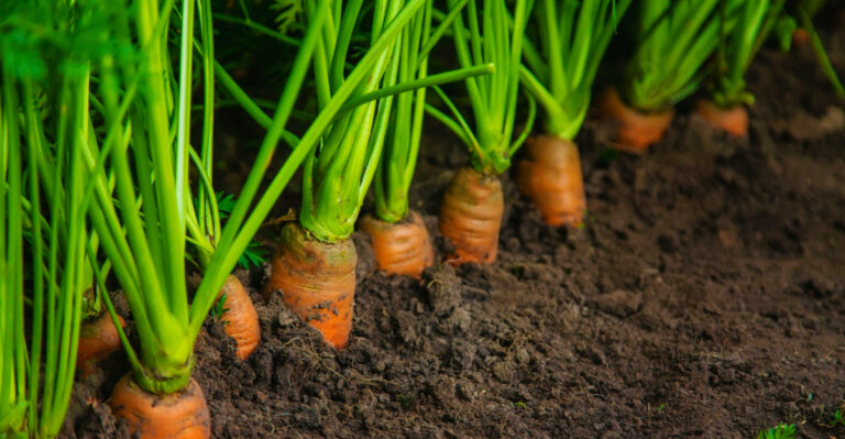 Do This Before Planting Carrots In Michigan For Faster Stronger Growth