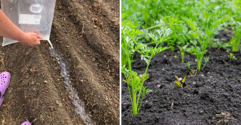 Do This Before Planting Carrots In North Carolina And Watch Them Grow Like Crazy